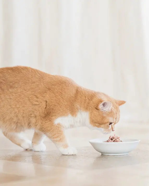 Schesir Tonnetto e Pollo con Gamberetti 85gr - Cibo Umido per Gatti Schesir Tonnetto e Pollo con Gamberetti 85gr - Cibo Umido per Gatti